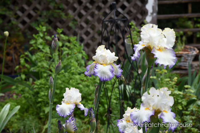 bearded iris, plant your garden for continuous blooms