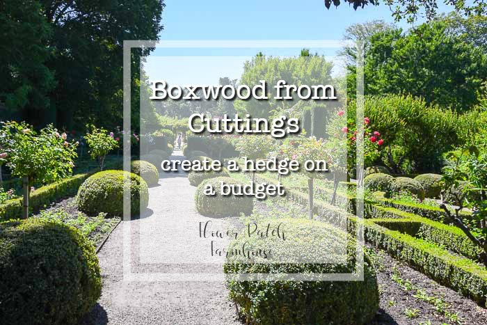 Beautiful boxwood hedge around rose garden at Filoli, text overlay How to Root boxwood cuttings, create a beautiful hedge on a budget, Flower Patch Farmhouse