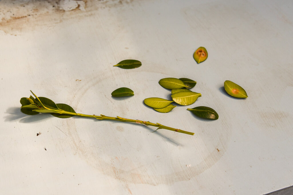 boxwood cutting removing leaves