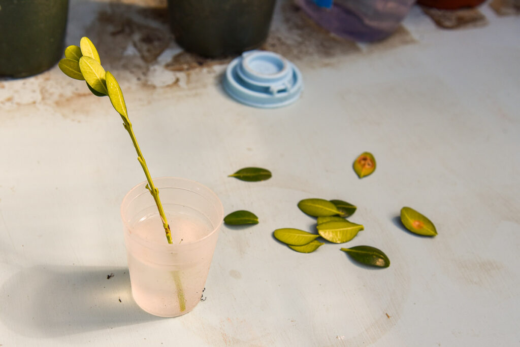 how fast do boxwood cuttings grow