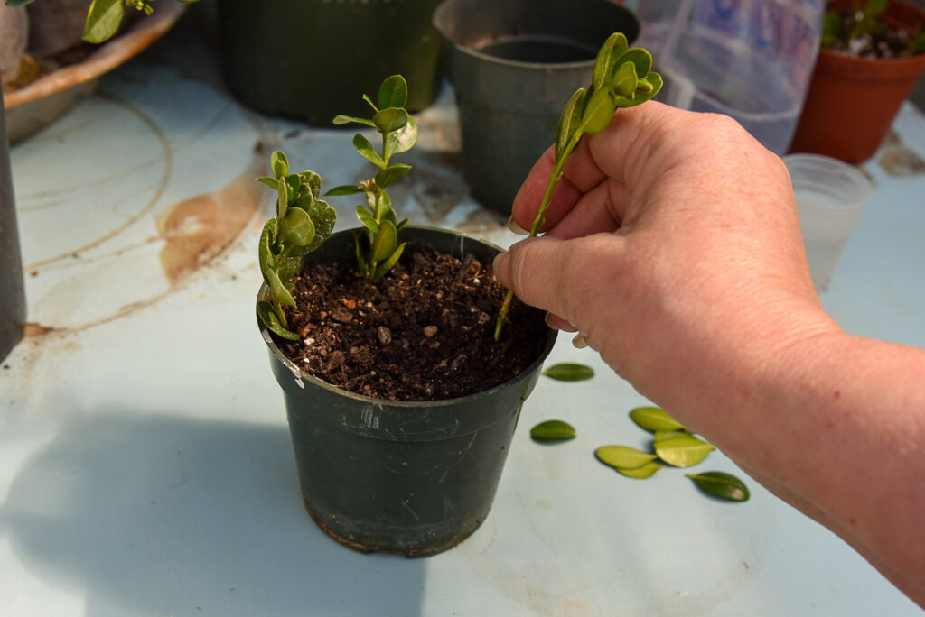 poke boxwood cutting into pot of soil 