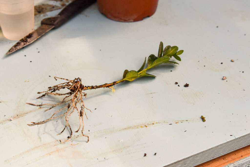 rooted boxwood cutting laying on potting table