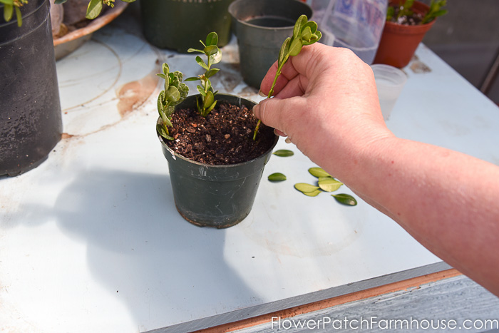 Placing boxwood cutting in soil, propagate boxwood cuttings