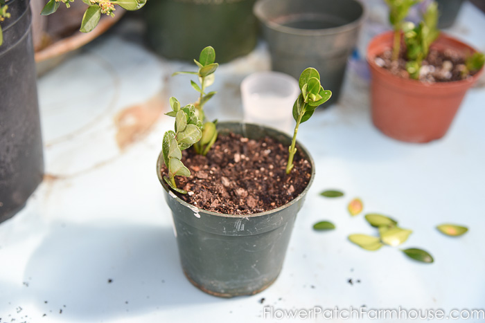 Boxwood cuttings or slips in pot