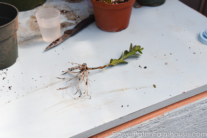 Rooted boxwood cutting