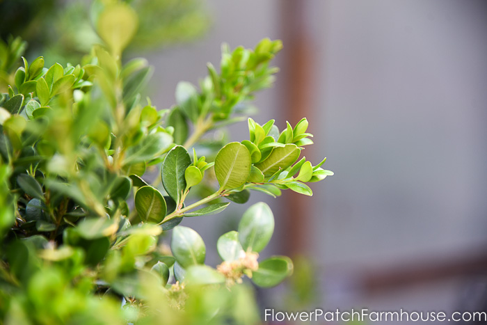 how fast do boxwood cuttings grow