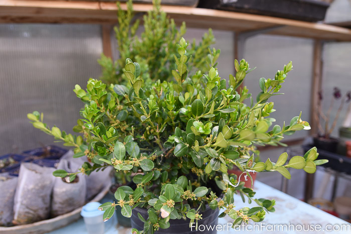 Winter gem boxwood in pot