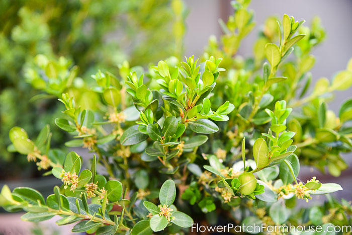 winter gem boxwood foliage close up