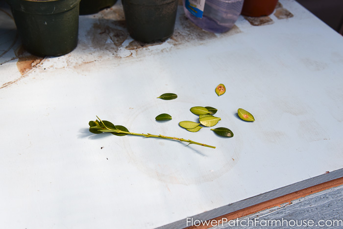 Propagate Boxwood cutting with leaves stripped
