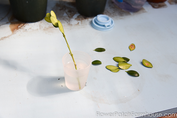 Boxwood cutting dipped into rooting hormone