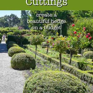 Beautiful boxwood hedge around rose garden at Filoli, text overlay How to Root boxwood cuttings, create a beautiful hedge on a budget, Flower Patch Farmhouse