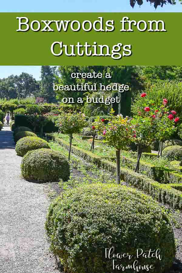 Beautiful boxwood hedge around rose garden at Filoli, text overlay How to Root boxwood cuttings, create a beautiful hedge on a budget, Flower Patch Farmhouse