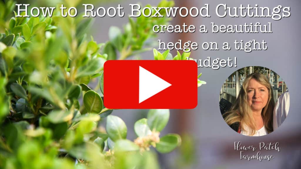 propagate boxwoods youtube video link