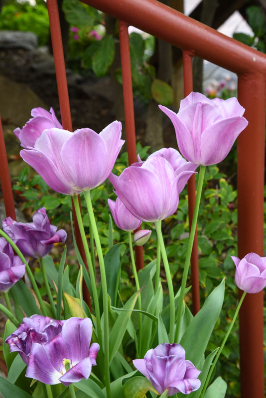 Lavender tulips