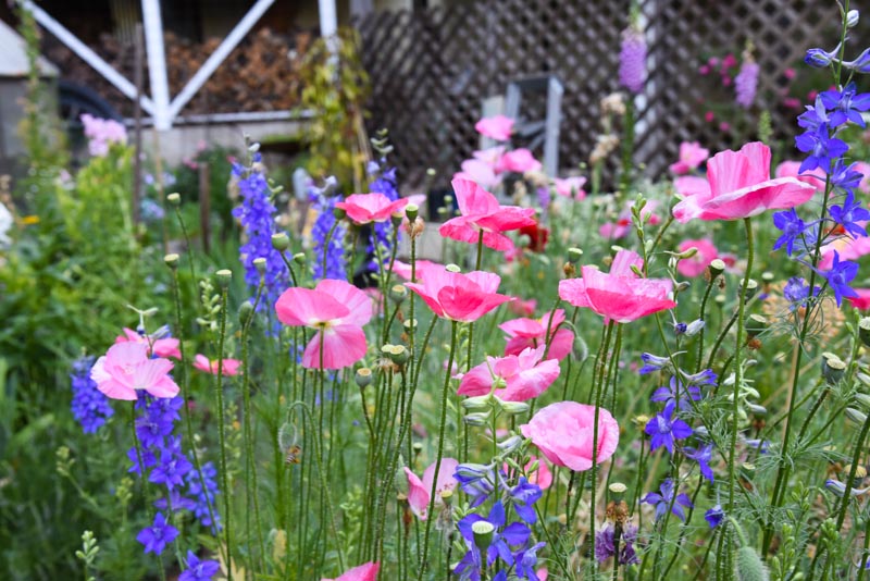 pink shirley poppies with blue larkspur in the cottage garden