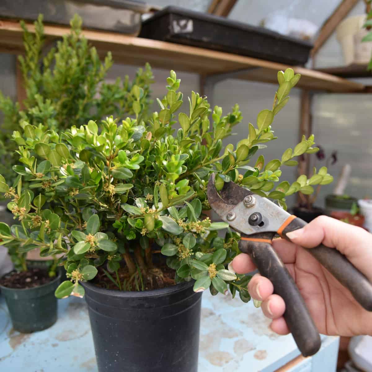 easy Propagate Boxwood with cuttings