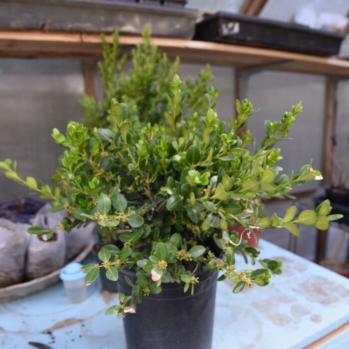 easy Propagate Boxwood with cuttings Flower Patch Farmhouse