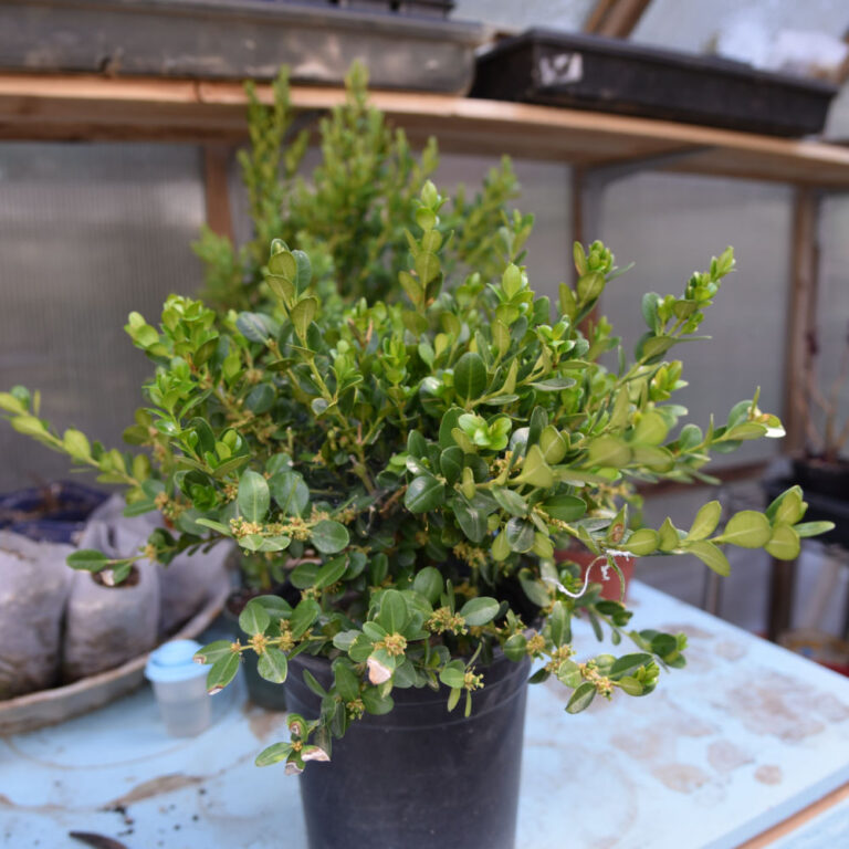 easy Propagate Boxwood with cuttings - Flower Patch Farmhouse