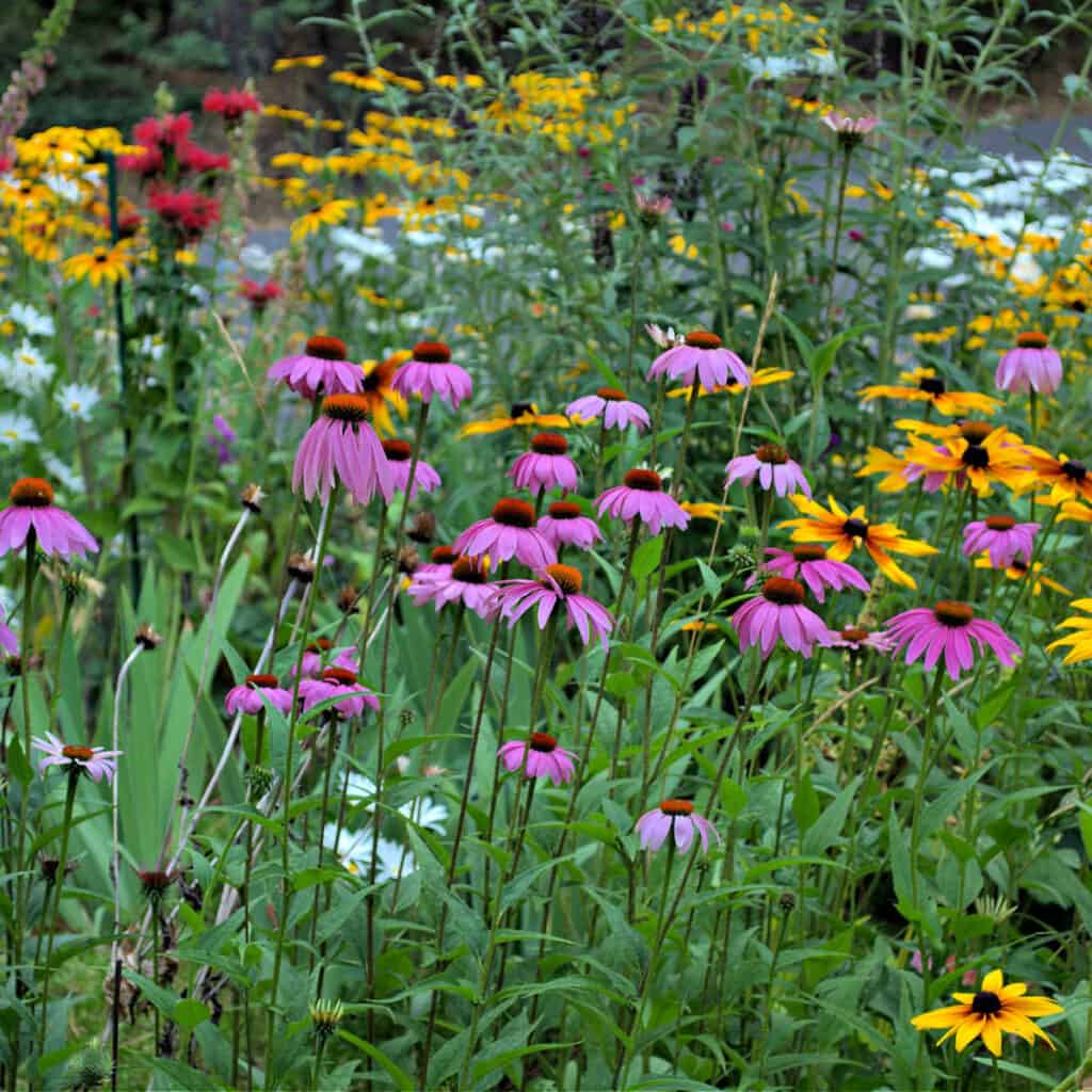 echinacea (purple coneflower) with blackeyed susies, and other flowers