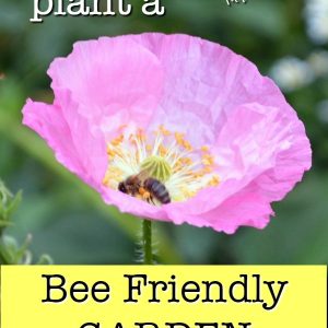pink poppy with bee and text overlay, How to Plant a bee friendly garden, Flower Patch Farmhouse