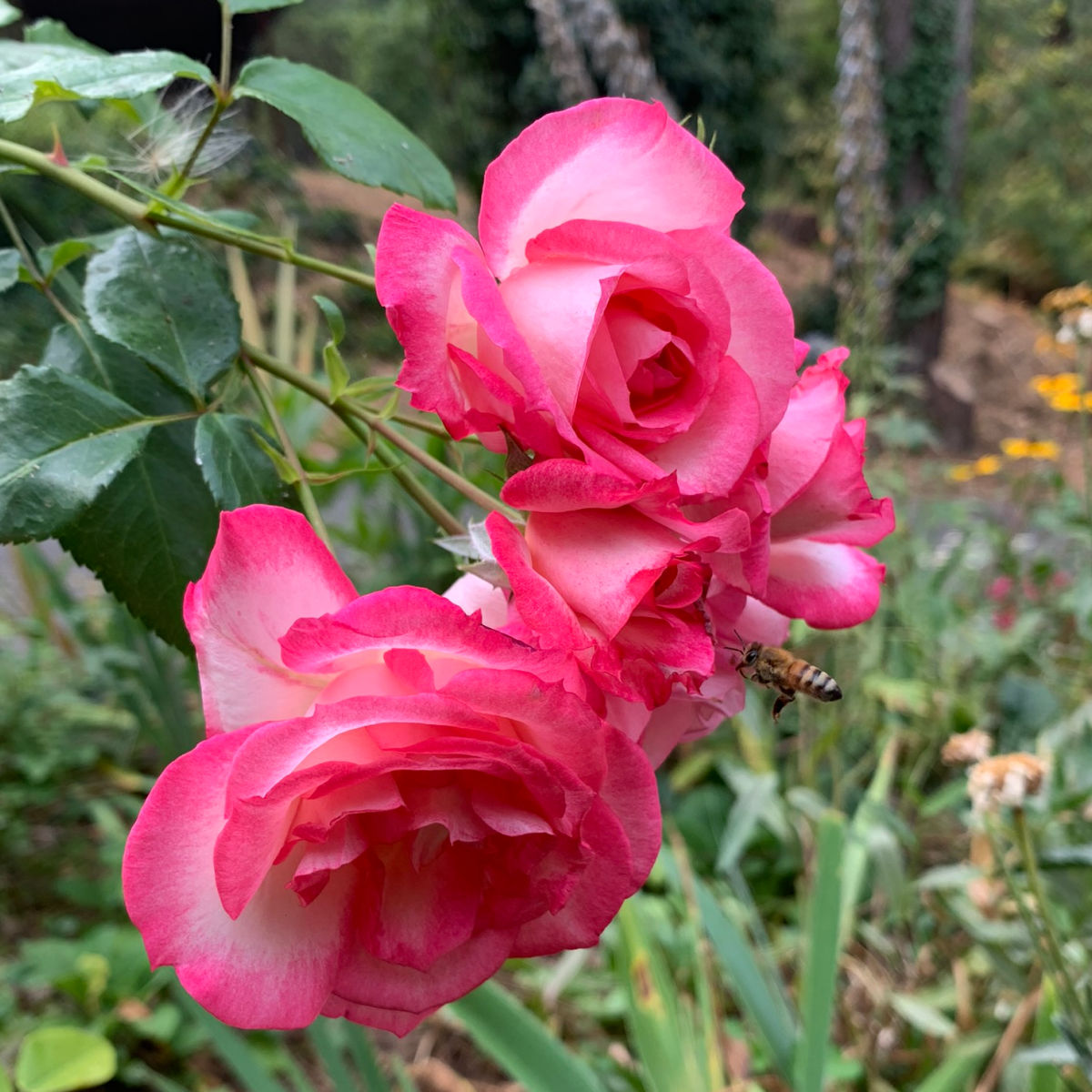 bee landing on a bright pink rose in a garden