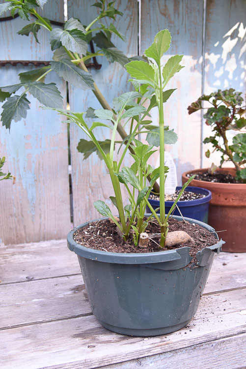 dahlia growing in a pot
