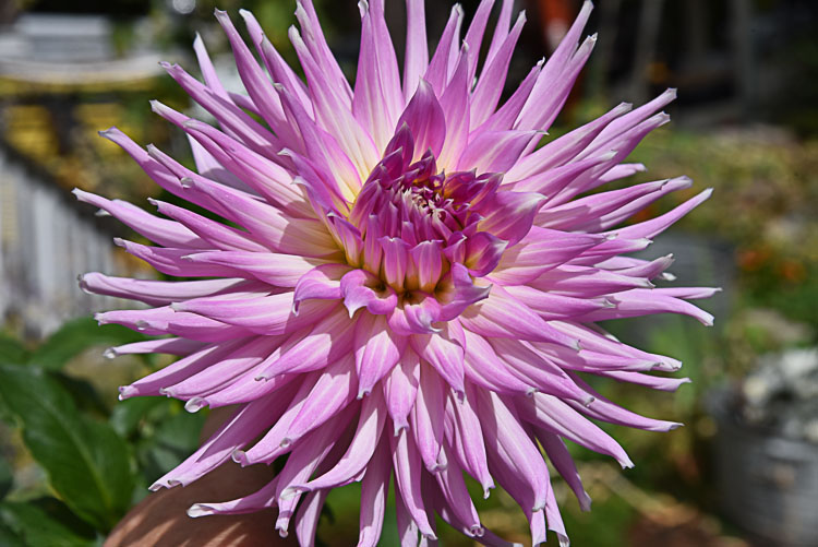 pink with yellow center cactus dahlia, how to pinch dahlias, Flower Patch Farmhouse