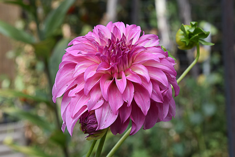 dark pink dahlia growing in garden, Flower Patch Farmhouse