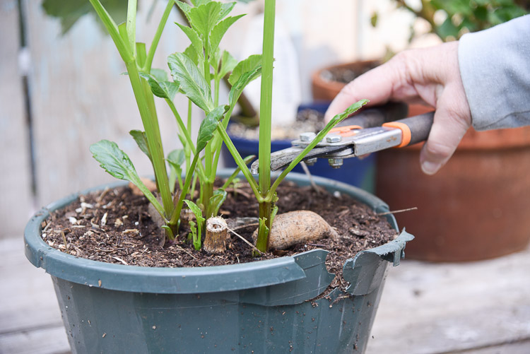 dahlia stem being cut back or pinched with pruners