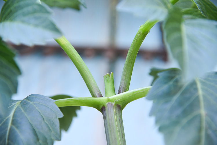 new growth on pinched back dahlia plant