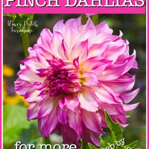 Pink dahlia with text overlay, How to Pinch Dahlias for more blooms, Flower Patch Farmhouse