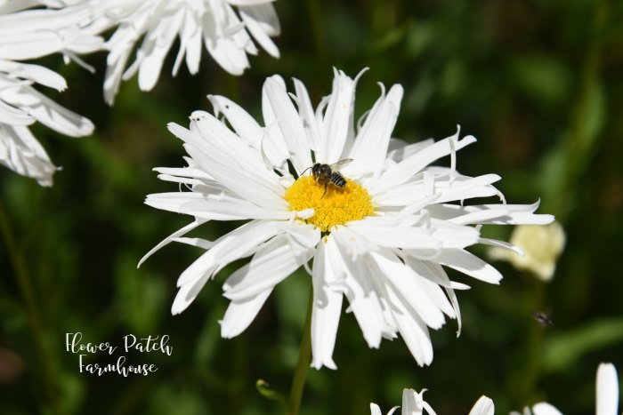 bee on the yellow center of a frilly petaled daisy flower in the garden