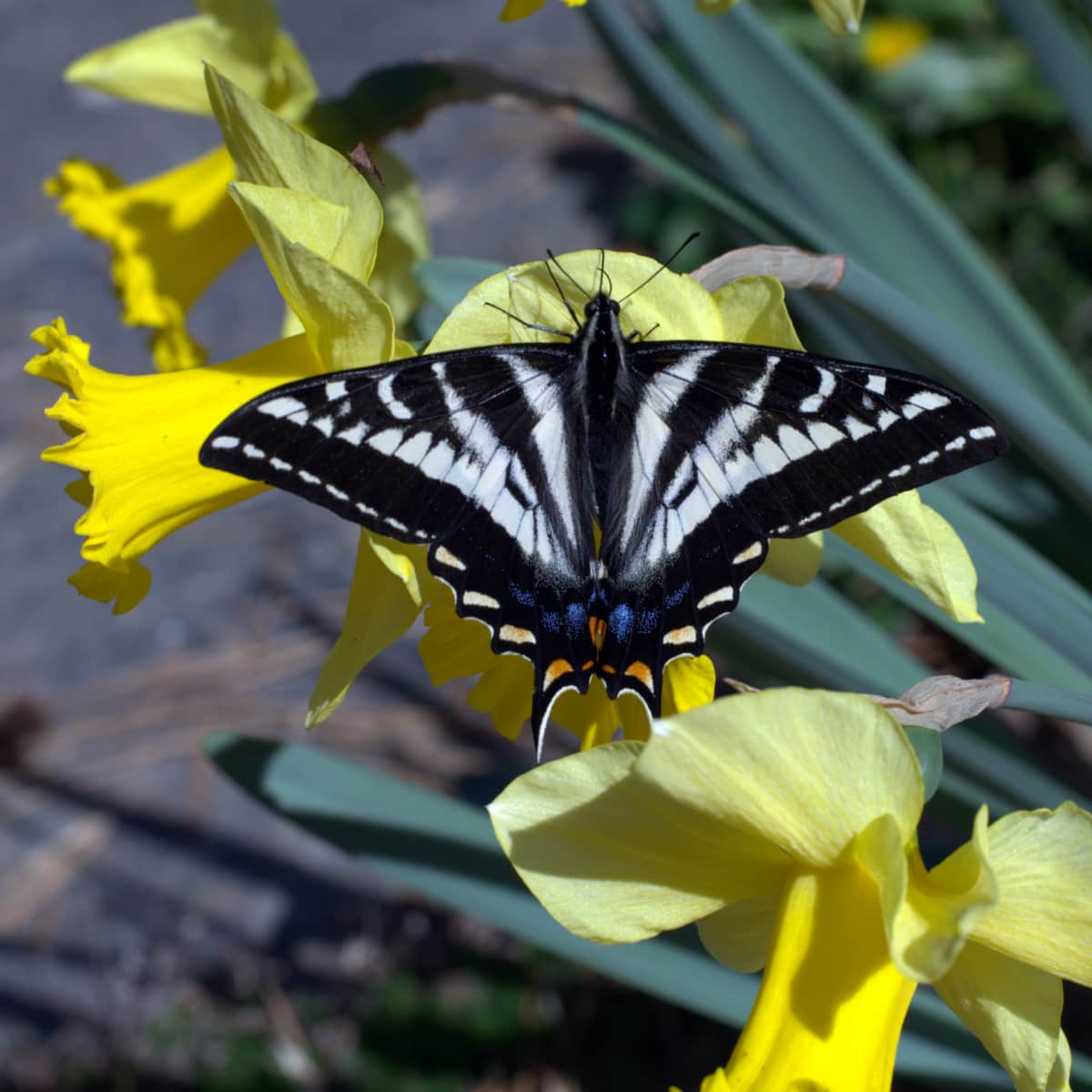 swallowtail butterfly on daffodils in a garden, pollinator-friendly garden