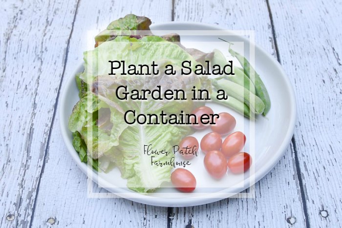 Plant a Container Salad Garden