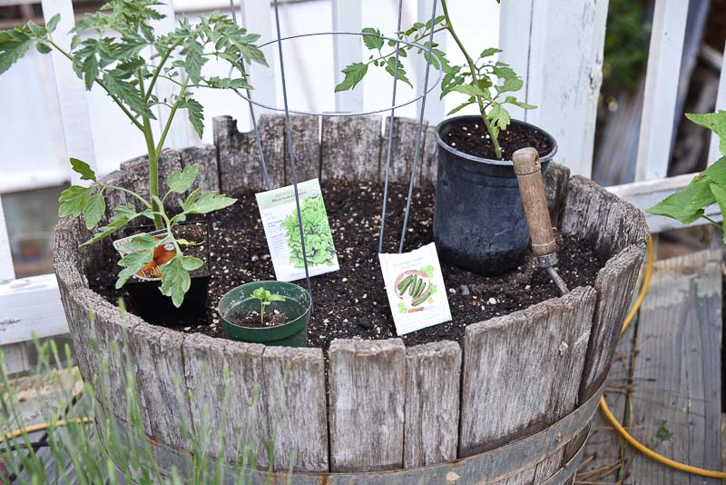 half wine barrel filled with soil, plants and seed packets sit on top of soil