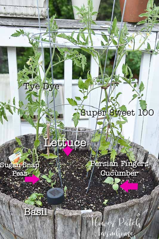 wine barrel planted with salad garden plants, labels on plants, Super sweet 100, Tye Dye Tomato, Lettuce seeds, Persian Fingers cucumber, Basil & Sugar Snap Peas