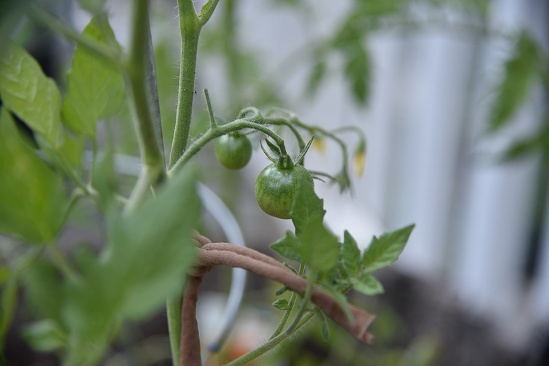 Small green tomatoes on Super Sweet 100 tomato plant, Plant a Container Salad Garden