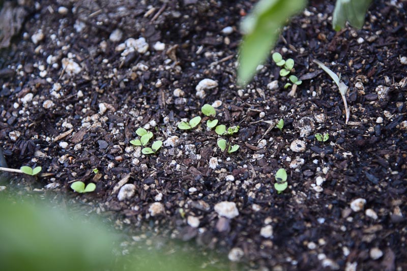 Black Seeded Simpson lettuce seedlings, Plant a Container Salad Garden