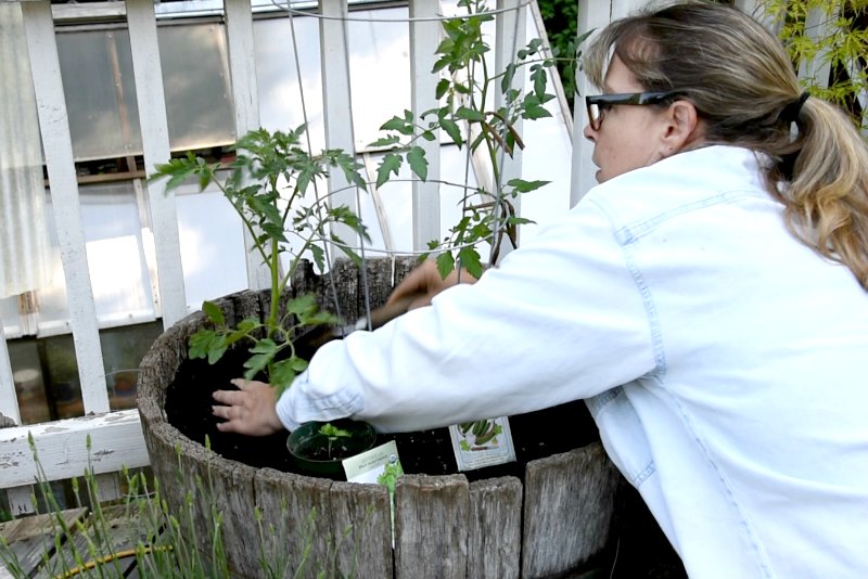 planting tomato plant container salad garden, Flower Patch Farmhouse