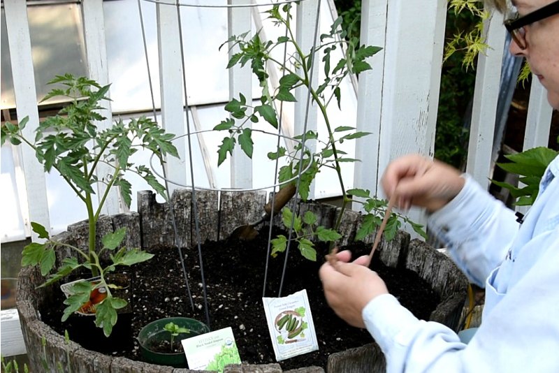 Using panty hose strips to tie up tomatos to support, How to plant a container salad garden