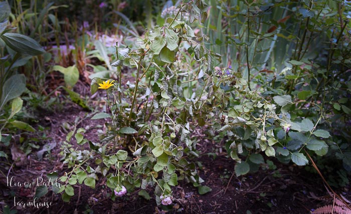 rose withering and dying, flowerpatchfarmhouse.com