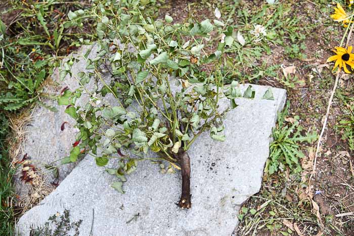 dying rose bush lying on flagstone, flower patch farmhouse