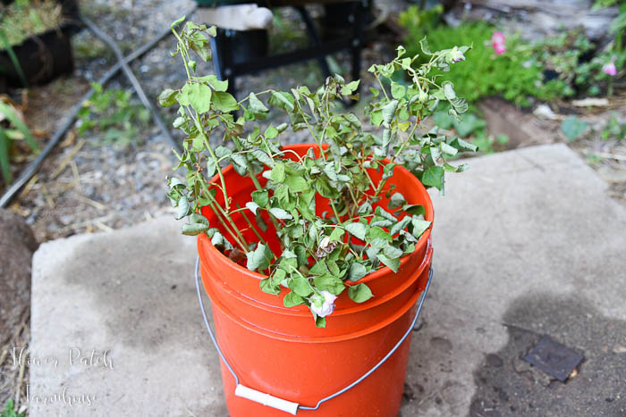 dying rose in 5 gallon bucket of water, how to save a dying rose bush