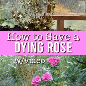 dying rose and healthy rose with text overlay, How to Save a Dying Rose w/video, Flower Patch Farmhouse