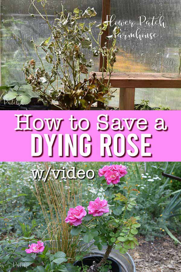 dying rose and healthy rose with text overlay, How to Save a Dying Rose w/video, Flower Patch Farmhouse