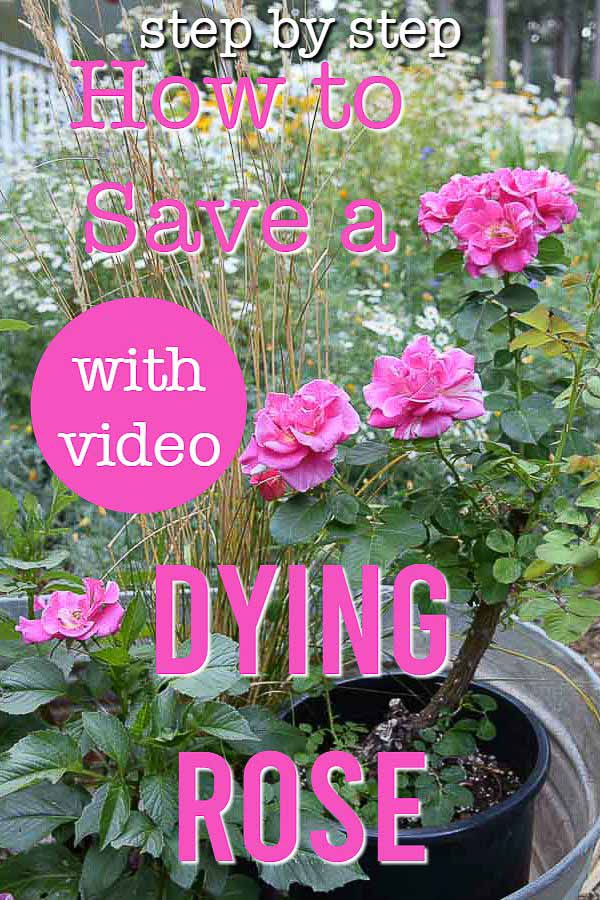 Pink blooming rose with text overlay, Save a dyring rose with video, flower patch farmhouse