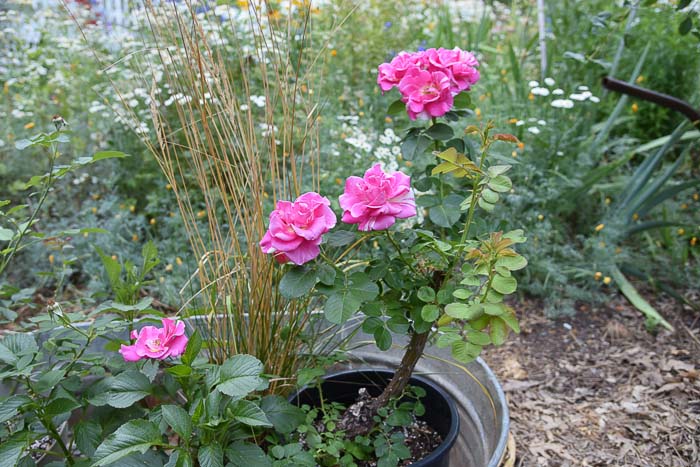 Candyland rose blooming. Flower Patch Farmhouse