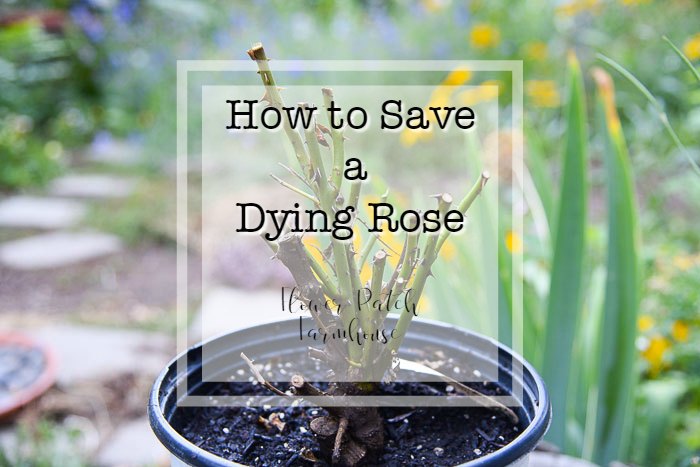 potted rose with text overlay, How to Save a Dying Rose, Flower Patch Farmhouse