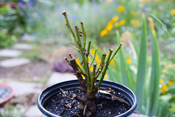 rose pruned back and potted after digging up, flowerpatchfarmhouse.com