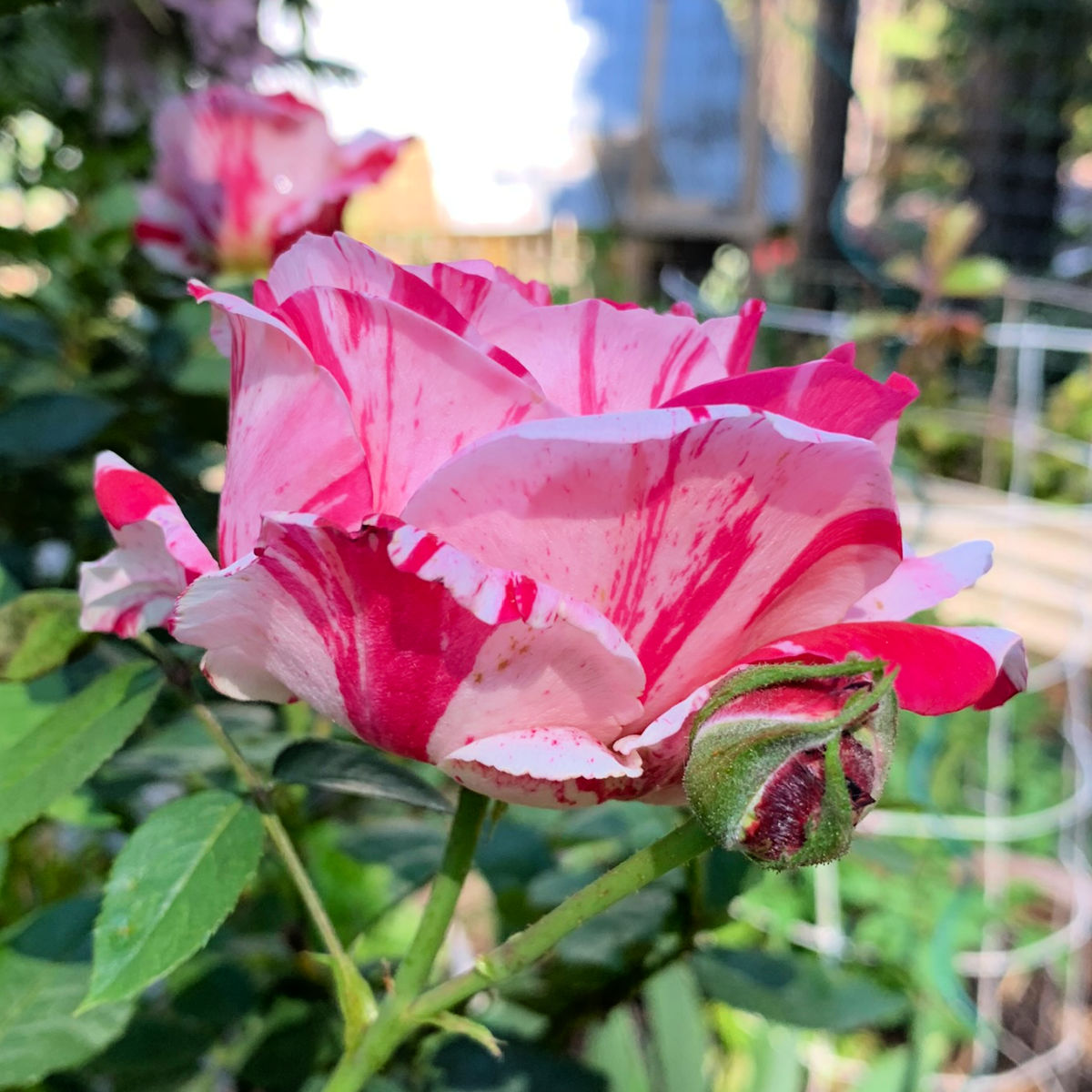 close up of a Scentimental Rose in the garden, a rose with bright pink and white striations, flower patch farmhouse dot com